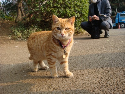 上野公園のねこ ヤスノニッキ